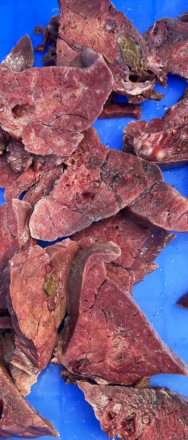 Fatiadora de carne fresca (espessura acima de 3mm)